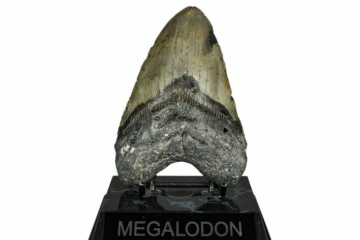Fossil Megalodon Tooth - North Carolina #351731